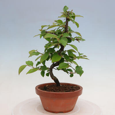 Vonkajšie bonsai - Pseudocydonia sinensis - Duloň čínska - 1