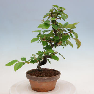 Vonkajšie bonsai - Pseudocydonia sinensis - Duloň čínska - 1