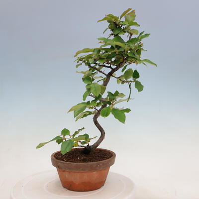 Vonkajšie bonsai - Pseudocydonia sinensis - Duloň čínska - 1