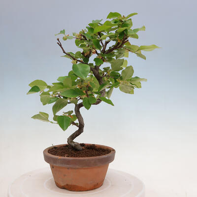 Vonkajšie bonsai - Pseudocydonia sinensis - Duloň čínska - 1