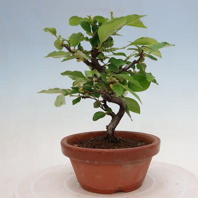 Vonkajšie bonsai - Pseudocydonia sinensis - Duloň čínska - 1