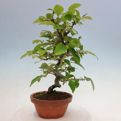 Vonkajšie bonsai - Pseudocydonia sinensis - Duloň čínska - 1