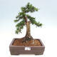 Vonkajší bonsai - Taxus cuspidata - Tis japonský - 1/6