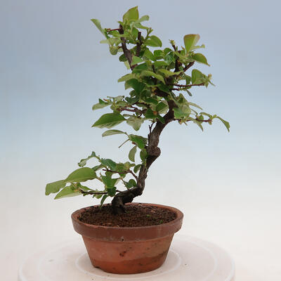 Vonkajšie bonsai - Pseudocydonia sinensis - Duloň čínska - 1