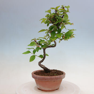 Vonkajšie bonsai - Pseudocydonia sinensis - Duloň čínska - 1