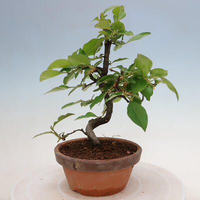 Vonkajšie bonsai - Pseudocydonia sinensis - Duloň čínska - 1