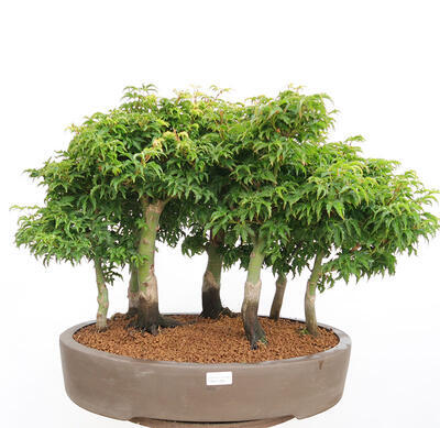 Vonkajší bonsai - Acer palmatum SHISHIGASHIRA- Javor malolistý-lesík - 1