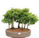 Vonkajší bonsai - Acer palmatum SHISHIGASHIRA- Javor malolistý-lesík - 1/4