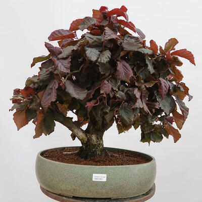 Vonkajší bonsai - Corylus Avellana Red Majestic - Lieska obyčajná - 1