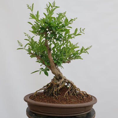 Vonkajší bonsai - Ligustrum vulgare - Vtáčí zob - 1