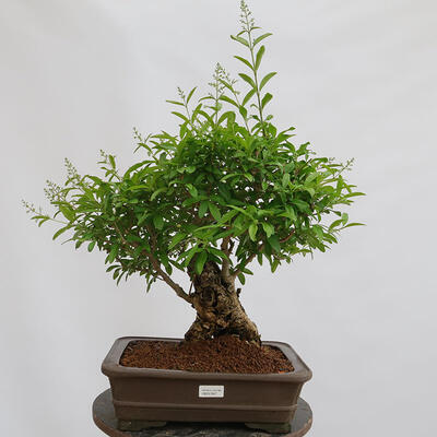 Vonkajší bonsai - Ligustrum vulgare - Vtáčí zob - 1