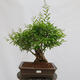 Vonkajší bonsai - Ligustrum vulgare - Vtáčí zob - 1/4