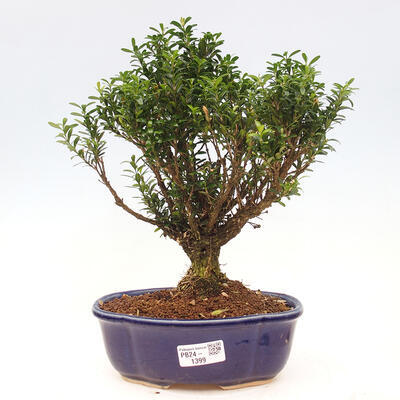 Izbová bonsai - Buxus harlandii - korkový buxus - 1