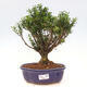 Izbová bonsai - Buxus harlandii - korkový buxus - 1/3