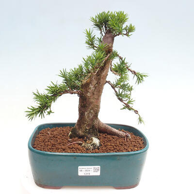 Vonkajší bonsai - Taxus cuspidata - Tis japonský - 1