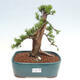 Vonkajší bonsai - Taxus cuspidata - Tis japonský - 1/6