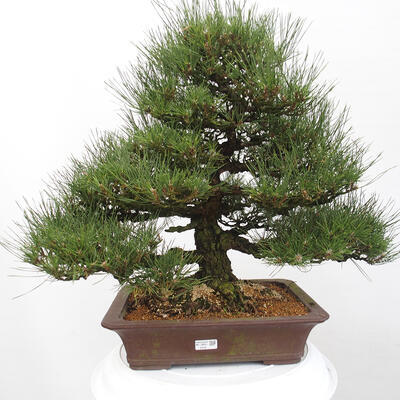 Vonkajšie bonsai - Pinus thunbergii - Borovica thunbergova - 1