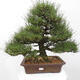 Vonkajšie bonsai - Pinus thunbergii - Borovica thunbergova - 1/5