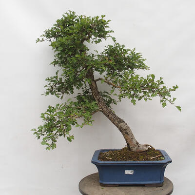 Vonkajší bonsai - Hloh - Crataegus monogyna - 1