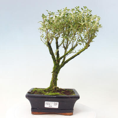 Izbová bonsai - Serissa foetida Variegata - Strom tisíce hviezd - 1