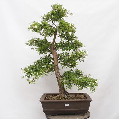 Vonkajší bonsai - Hloh - Crataegus monogyna - 1