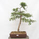 Vonkajší bonsai - Hloh - Crataegus monogyna - 1/5