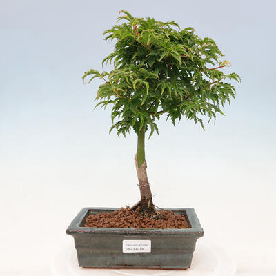 Vonkajší bonsai - Acer palmatum SHISHIGASHIRA- Javor malolistý - 1