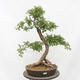 Vonkajší bonsai - Hloh - Crataegus monogyna - 1/6