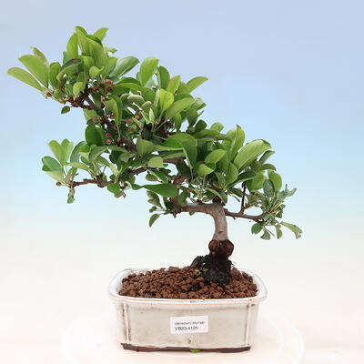 Vonkajší bonsai - Malus sergentiu - Maloplodá jabloň - 1