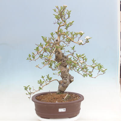 Vonkajší bonsai - Hloh klinovitý - Crataegus cuneata - 1