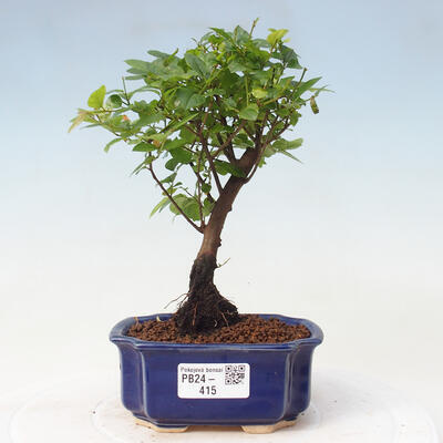 Izbová bonsai - Sagerécie thea - Sagerécie thea - 1