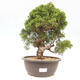 Vonkajšie bonsai - Juniperus chinensis Itoigawa-Jalovec čínsky - 1/5