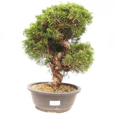 Vonkajšie bonsai - Juniperus chinensis Itoigawa-Jalovec čínsky - 1