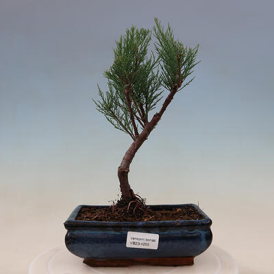 Vonkajší bonsai - Tamariška - Tamarix - 1