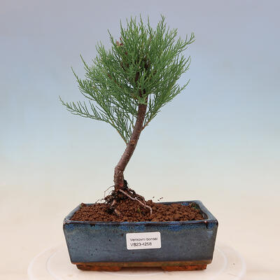 Vonkajší bonsai - Tamariška - Tamarix - 1