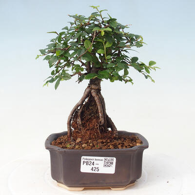 Izbová bonsai - Ulmus parvifolia - Malolistý brest - 1