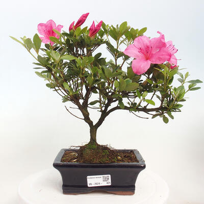 Vonkajší bonsai - Japonská azalka - Azalea sp. - 1
