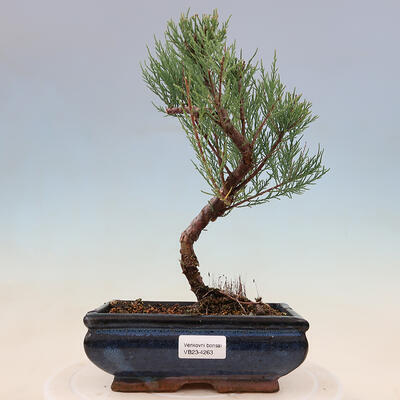 Vonkajší bonsai - Tamariška - Tamarix - 1