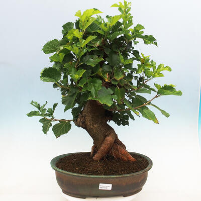 Vonkajšie bonsai -Morus albumy - moruše - 1