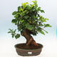 Vonkajšie bonsai -Morus albumy - moruše - 1/6