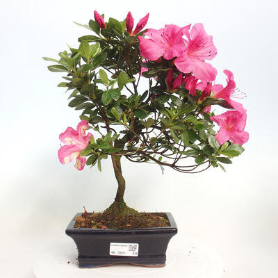 Vonkajší bonsai - Japonská azalka - Azalea sp. - 1