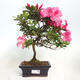 Vonkajší bonsai - Japonská azalka - Azalea sp. - 1/2