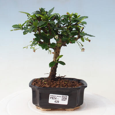 Izbová bonsai - Carmona macrophylla - Čaj fuki - 1