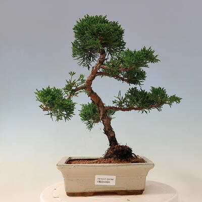 Vonkajší bonsai - Juniperus chinensis -Jalovec čínsky