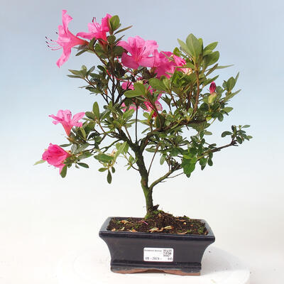 Vonkajší bonsai - Japonská azalka - Azalea sp. - 1