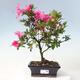 Vonkajší bonsai - Japonská azalka - Azalea sp. - 1/2