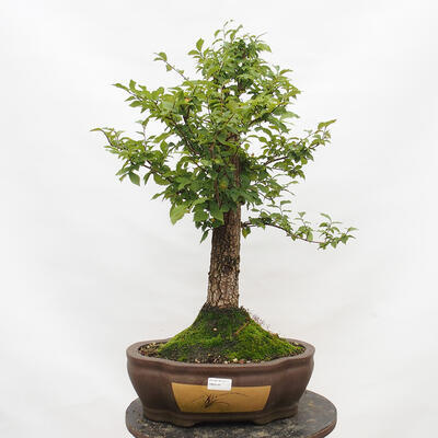 Vonkajší bonsai-Ulmus Glabra-Jílm tuhý - 1