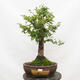 Vonkajší bonsai-Ulmus Glabra-Jílm tuhý - 1/5