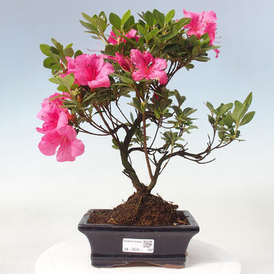 Vonkajší bonsai - Japonská azalka - Azalea sp. - 1