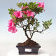 Vonkajší bonsai - Japonská azalka - Azalea sp. - 1/2